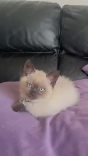 Siam mix BKH katze