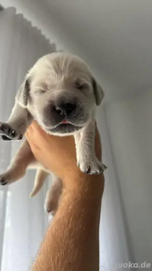 Golden Retriever Welpen - Familienaufzucht