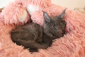 Maine Coon Kitten mit Stammbaum Bild 2