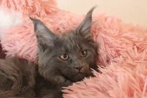 Maine Coon Kitten mit Stammbaum Bild 3