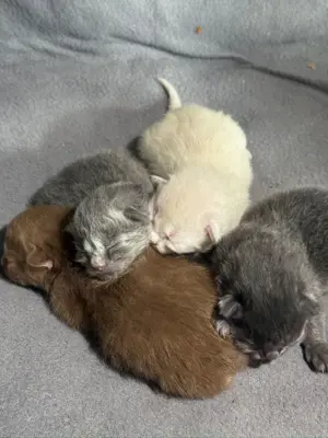 BLH Kitten   Katzenbabys 