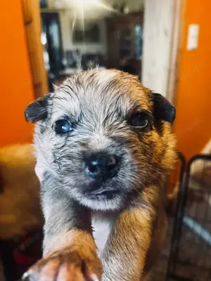 Border Collie Retro Bulldogge