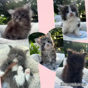 Traumhafte reinrassige XXL Maine Coon kitten katzen Kater sehr viel silber 