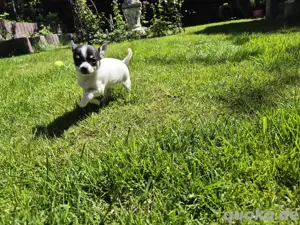 eine kleine Chihuahua Hündin welpe