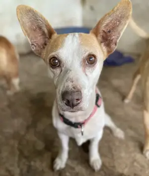Bunny, geb. ca. 08 2023, lebt auf einer Pflegestelle in 23556 Lübeck