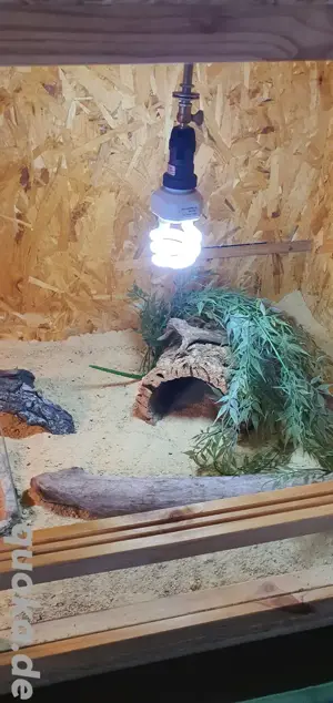 Leopardgecko Terrarium volle einrichtung 