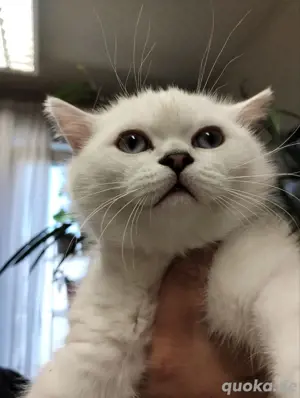 verkaufen kater