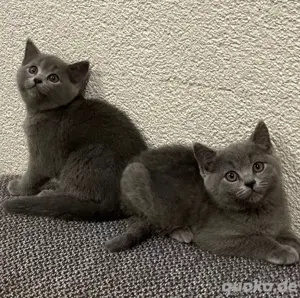 BKH Kitten
