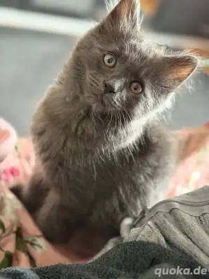 Heiligbirma Mix Kater