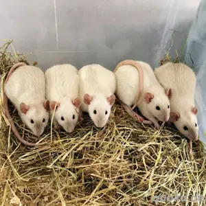 5 weibliche siam dumbos Ratten 