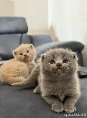 Bkh kitten  lilac Blue 