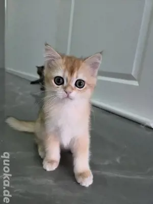 Bkh Kitten mit Stammbaum 