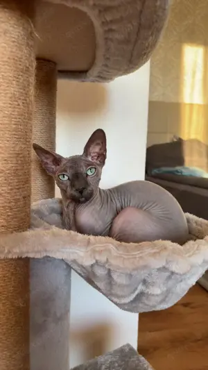 Wunderschöner kastrierter Sphinxkater