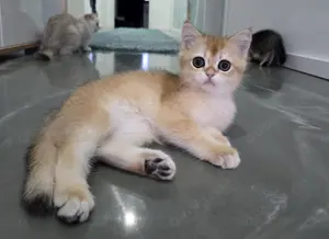 Bkh Kitten mit Stammbaum 