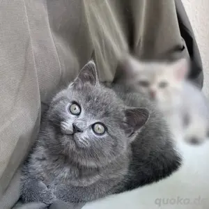 BKH Kitten