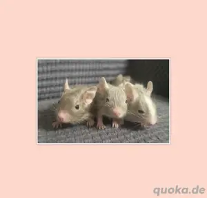 Degu - Unser Nachwuchs sucht seine Familie 