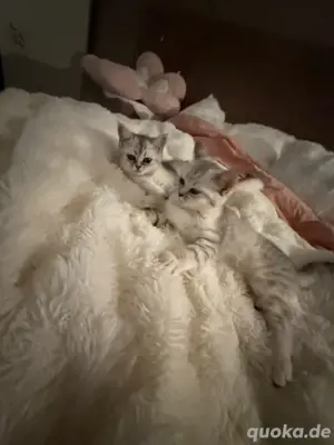BKH Meine Coon mix kitten,katzen abholbereit ab sofort  