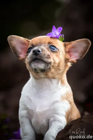Chihuahua mit Schuss, Welpe, Merle, Rüde