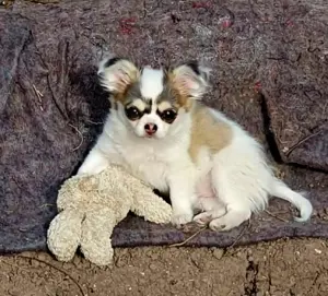 Chihuahua husky Hündin mit AT