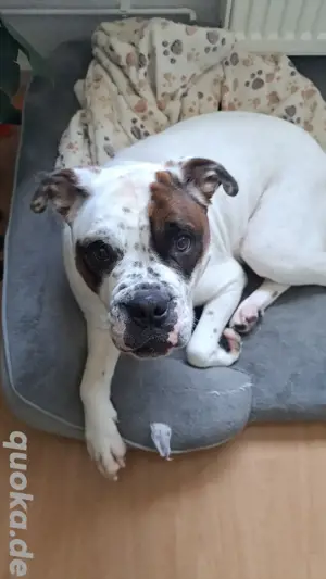 Hund sucht zuhause 