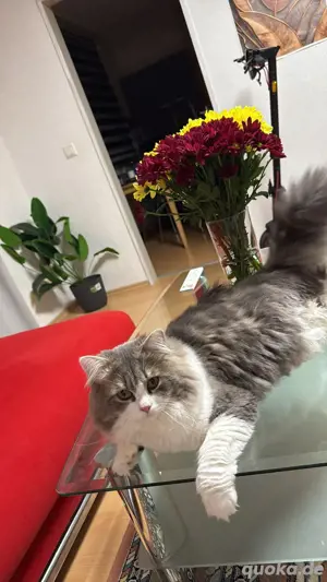 Katzen vermittlen