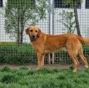 Großer Herzenshund Bailey sucht noch seine Menschen Bild 3