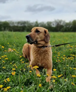 Großer Herzenshund Bailey sucht noch seine Menschen Bild 2