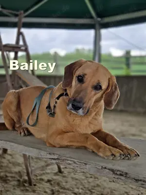 Großer Herzenshund Bailey sucht noch seine Menschen