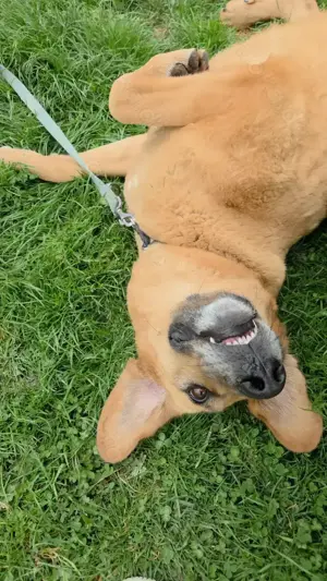 Großer Herzenshund Bailey sucht noch seine Menschen Bild 5