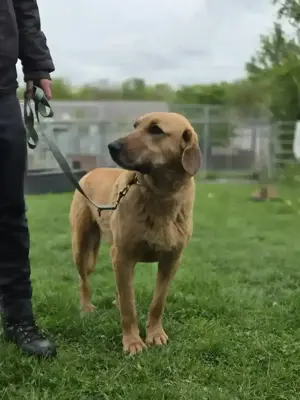 Großer Herzenshund Bailey sucht noch seine Menschen Bild 4
