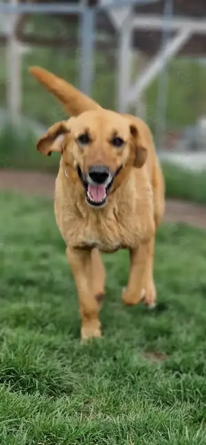 Großer Herzenshund Bailey sucht noch seine Menschen Bild 6