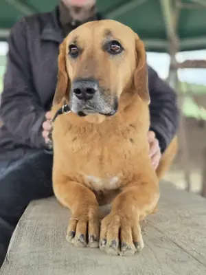 Großer Herzenshund Bailey sucht noch seine Menschen Bild 7