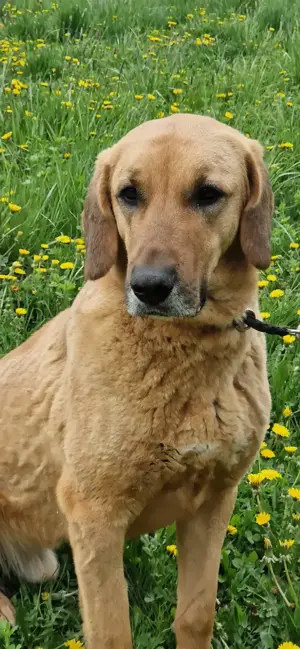 Großer Herzenshund Bailey sucht noch seine Menschen Bild 9
