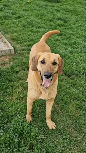 Großer Herzenshund Bailey sucht noch seine Menschen Bild 8
