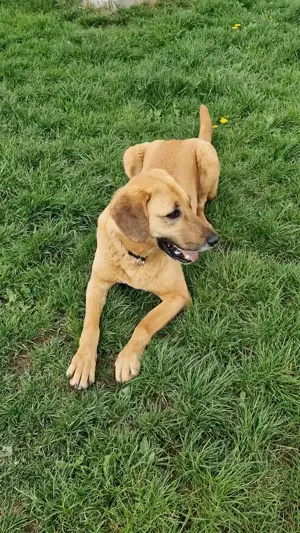Großer Herzenshund Bailey sucht noch seine Menschen Bild 10