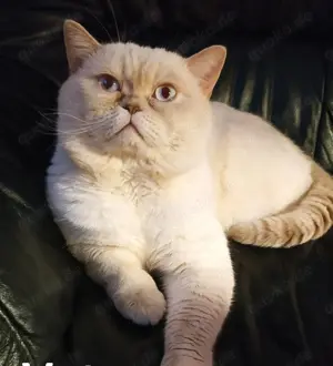 Wir suchen für unsere geliebte Katze neue liebevolle Besitzer.