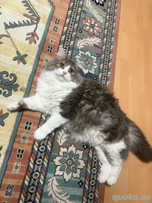 katze abzugeben 