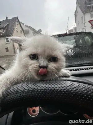 Ragdoll bby