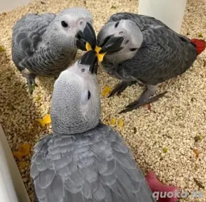 Papageien zu verkaufen, Vögel und befruchtete Eier zu verkaufen