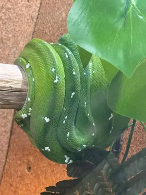 Morelia Viridis Aru 0.1 Baumpython 