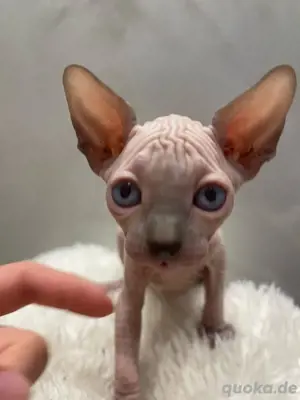 Kitten Sphynx weiblich blue mink Stammbaum