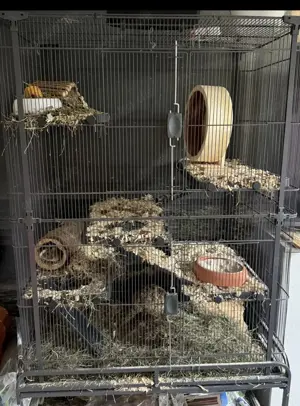 Degumännchen mit oder ohne großen Käfig
