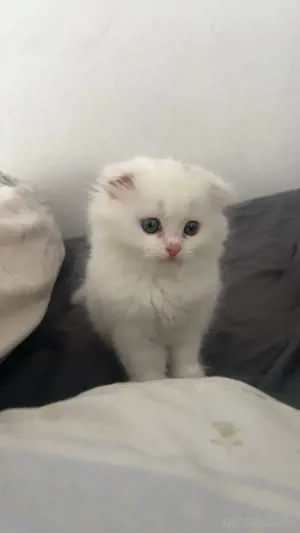 Katze zu Verkaufen 