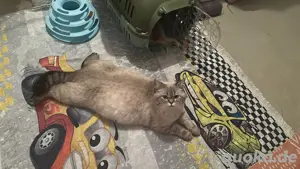 bkh katzen 2 stück