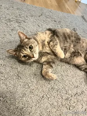 Liebevolle Europäische Hauskatze sucht ein neues Zuhause