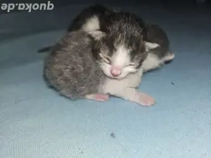 2 Babykatzen 