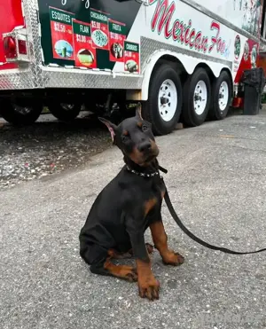 Dobermann Welpen zu verkaufen