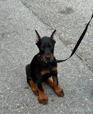 Dobermann Welpen zu verkaufen