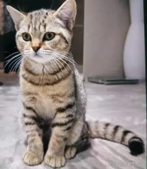 Baby katze 