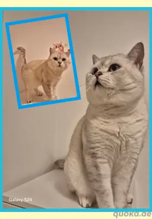 Bkh Deckkater 